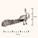 Silver Peacock