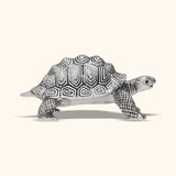 Tortoise - Silver Antique (Kasav)